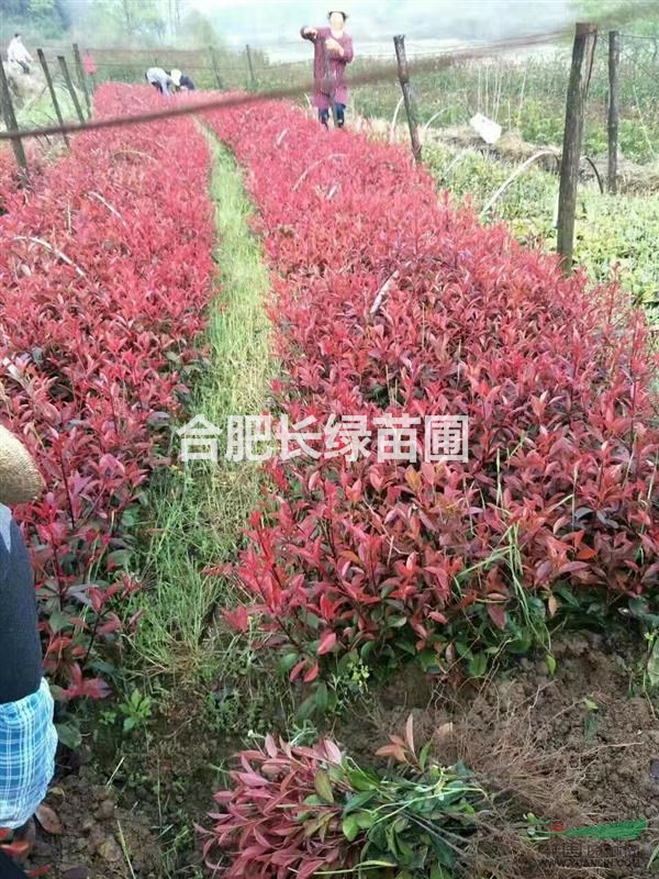 高桿紅葉石楠，紅葉石楠球，紅葉石楠一年生二年生小苗價格