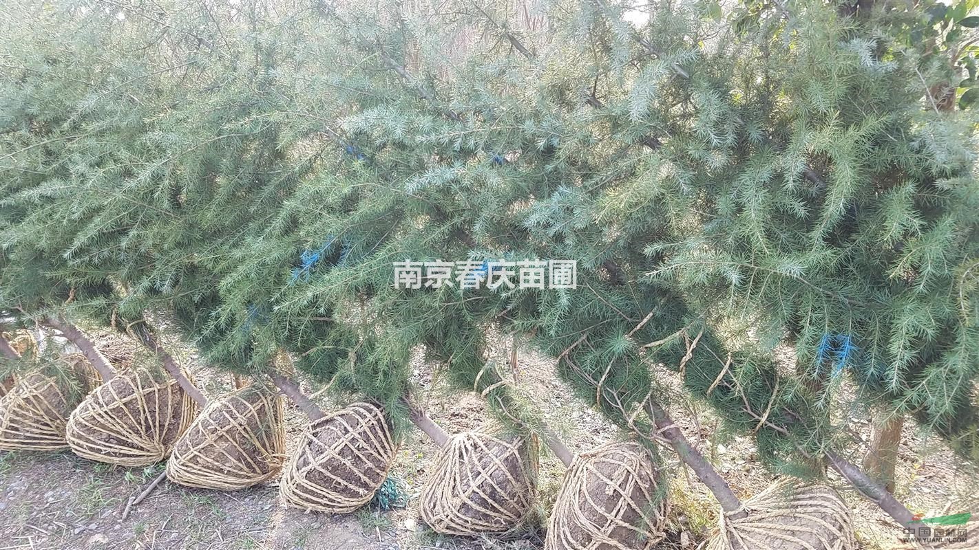 3米南京雪松價(jià)格、3米雪松樹多少錢一棵