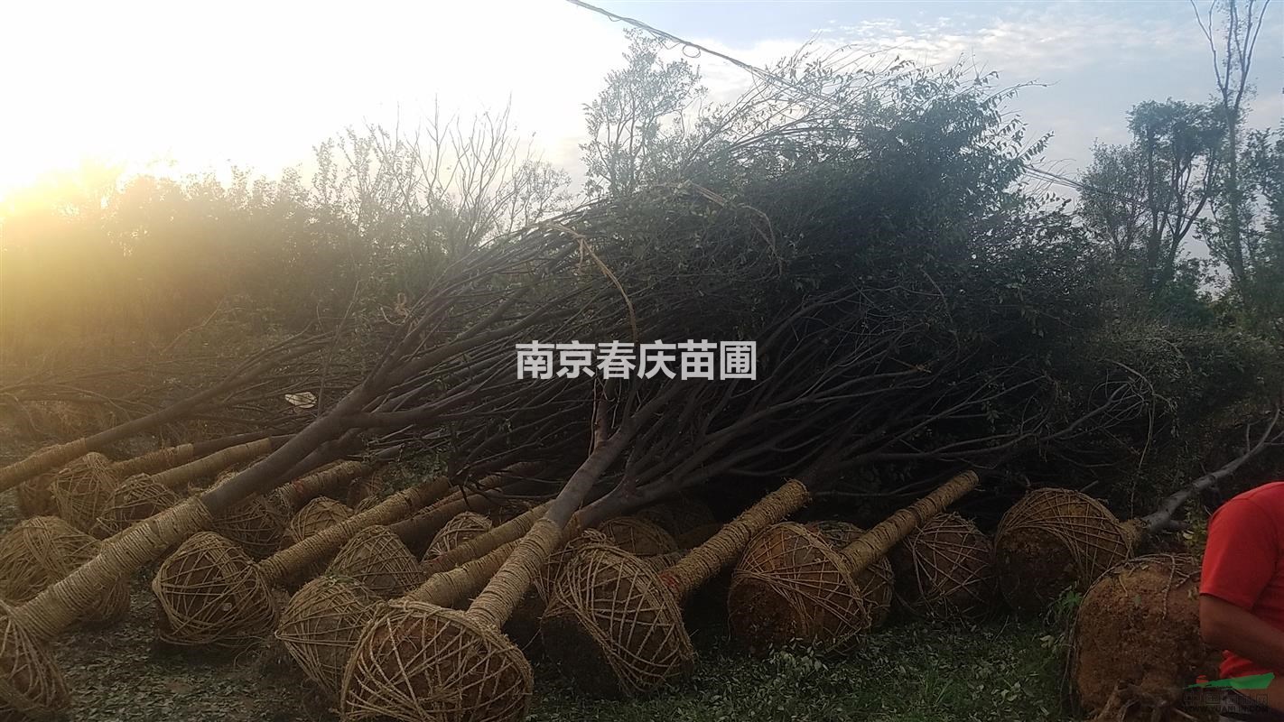 15公分櫸樹價格、胸徑15公分櫸樹多少錢一棵
