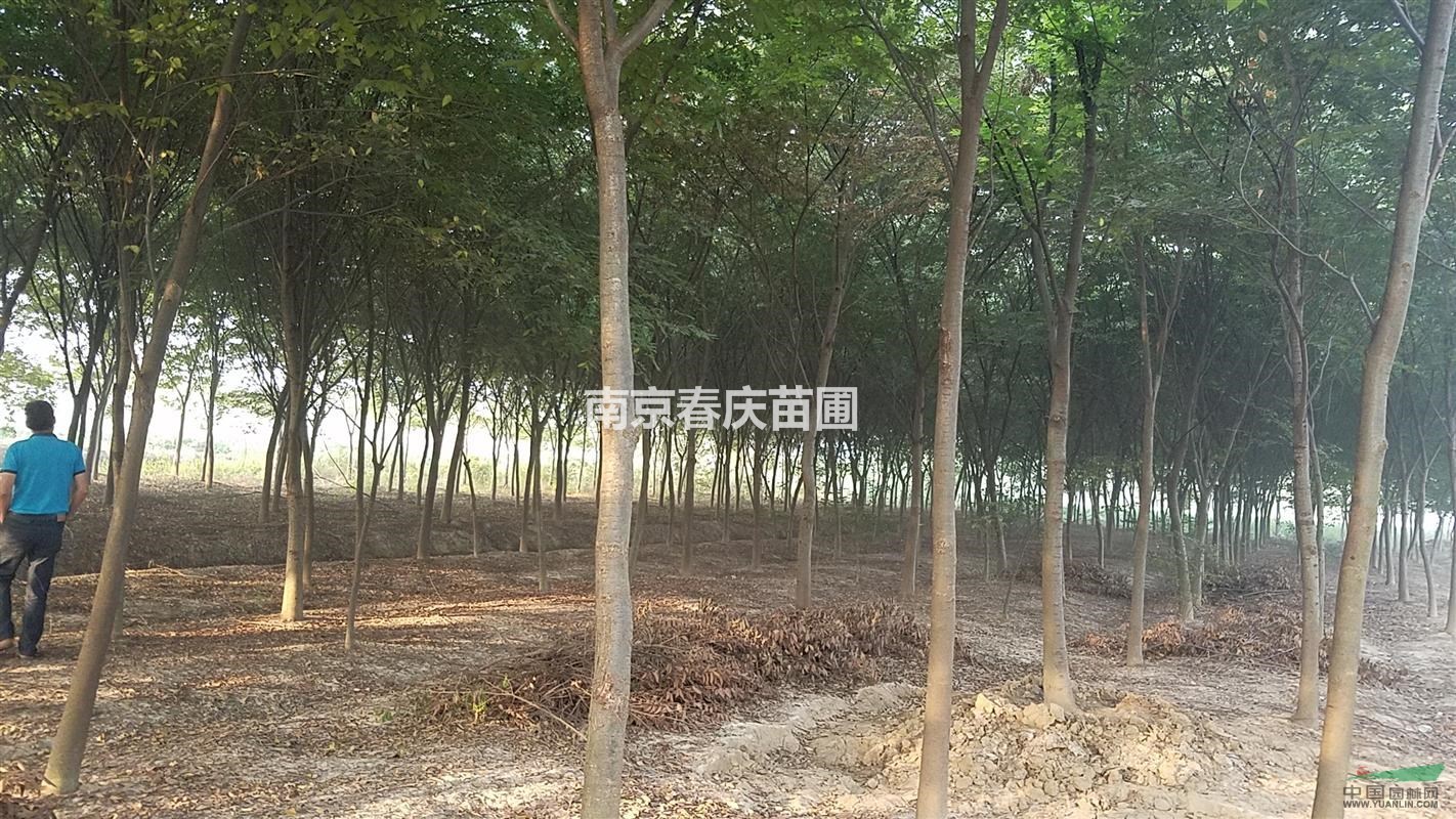 15公分櫸樹價格、胸徑15公分櫸樹多少錢一棵
