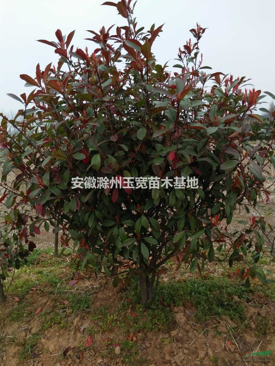 高度25公分紅葉石楠小苗供應(yīng)