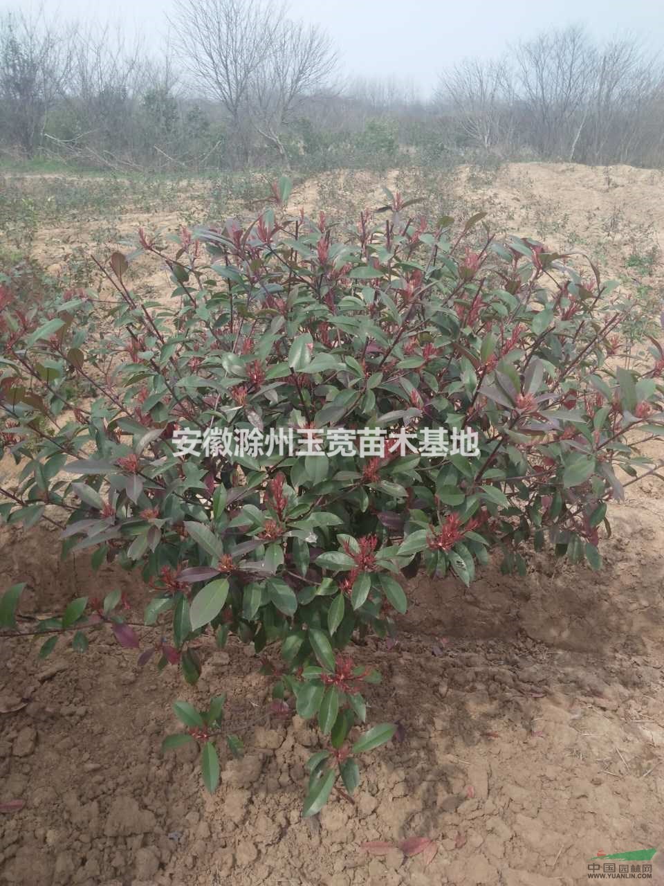 高度25公分紅葉石楠小苗供應(yīng)