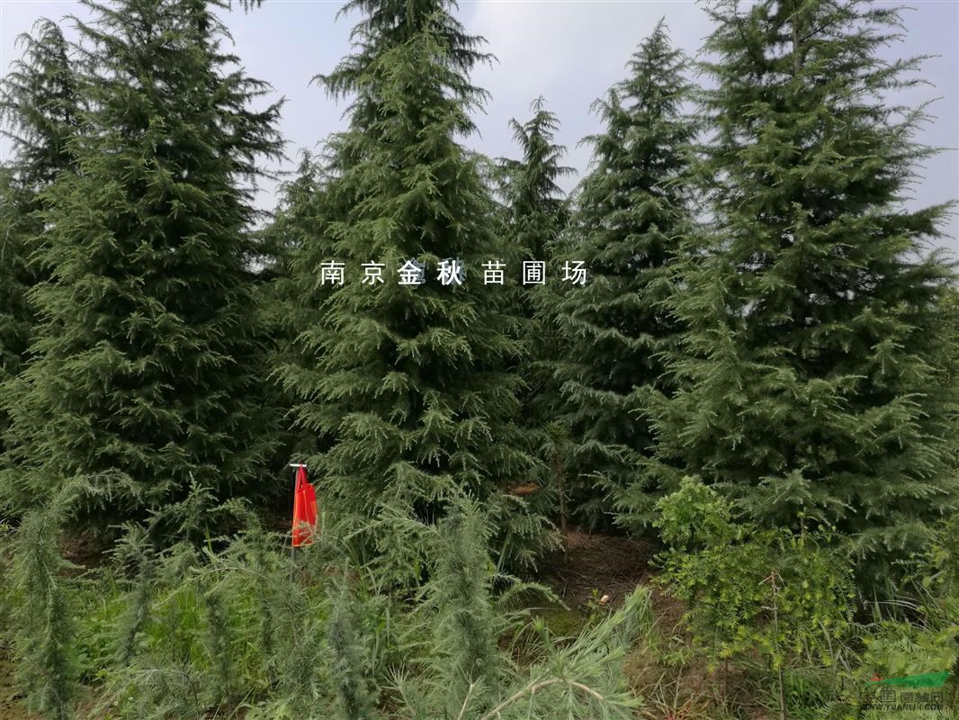 大小雪松樹價格 雪松產(chǎn)地信息