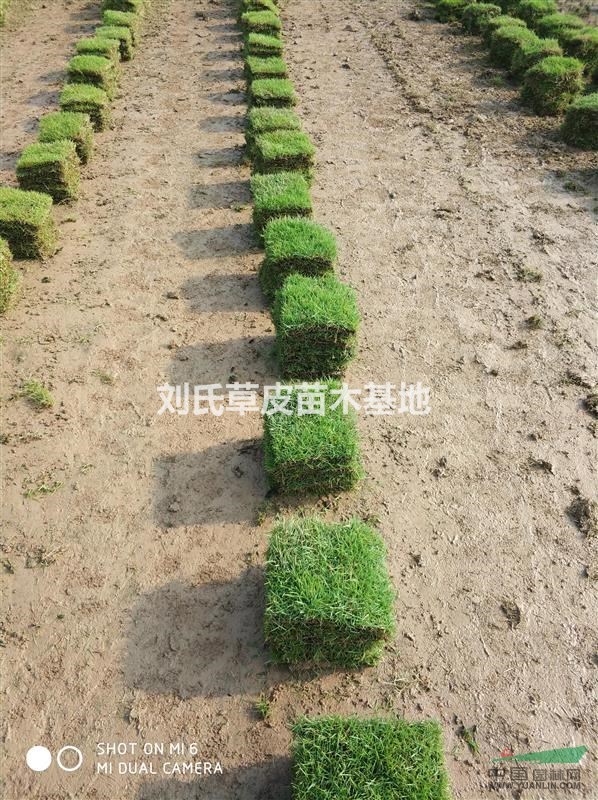 馬尼拉草皮修剪方面