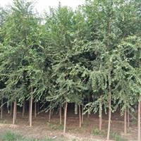 河北白榆樹’’白榆樹廠家’’10公分白榆樹