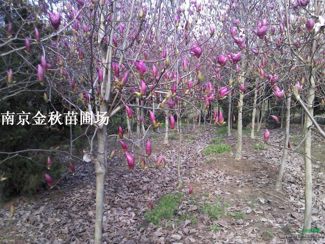 米徑6公分紅玉蘭價(jià)格