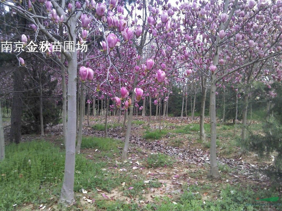 米徑6公分紅玉蘭價(jià)格