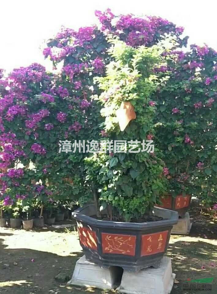 大量三角梅出售