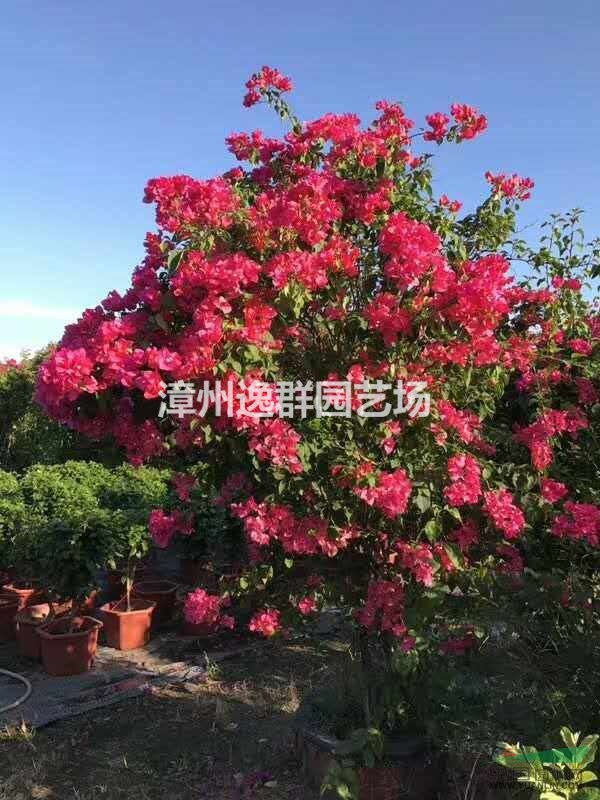大量三角梅出售