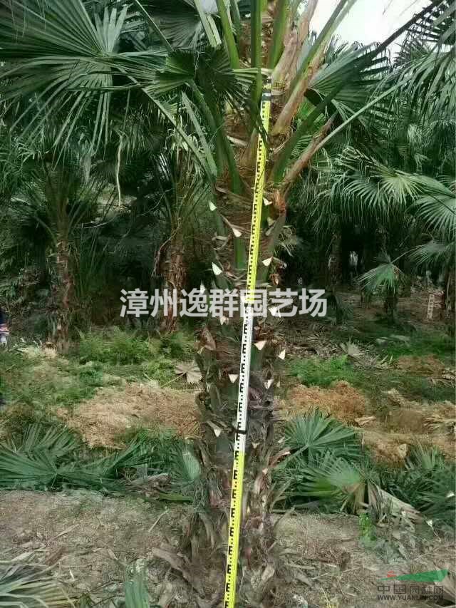 大量出售中東海棗