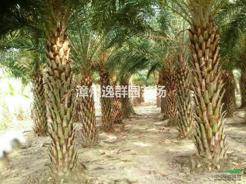 大量出售中東海棗