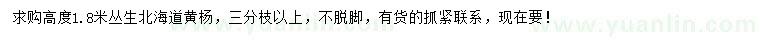 求購高度1.8米叢生北海道黃楊