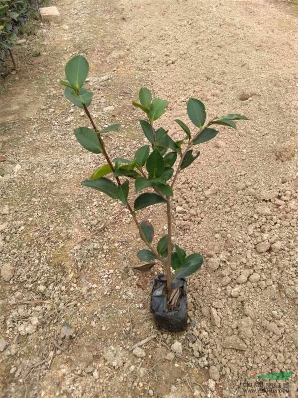 福建省漳州市，茶花，茶梅苗基地