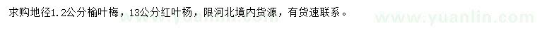 求購(gòu)地徑1.2公分榆葉梅、13公分紅葉楊
