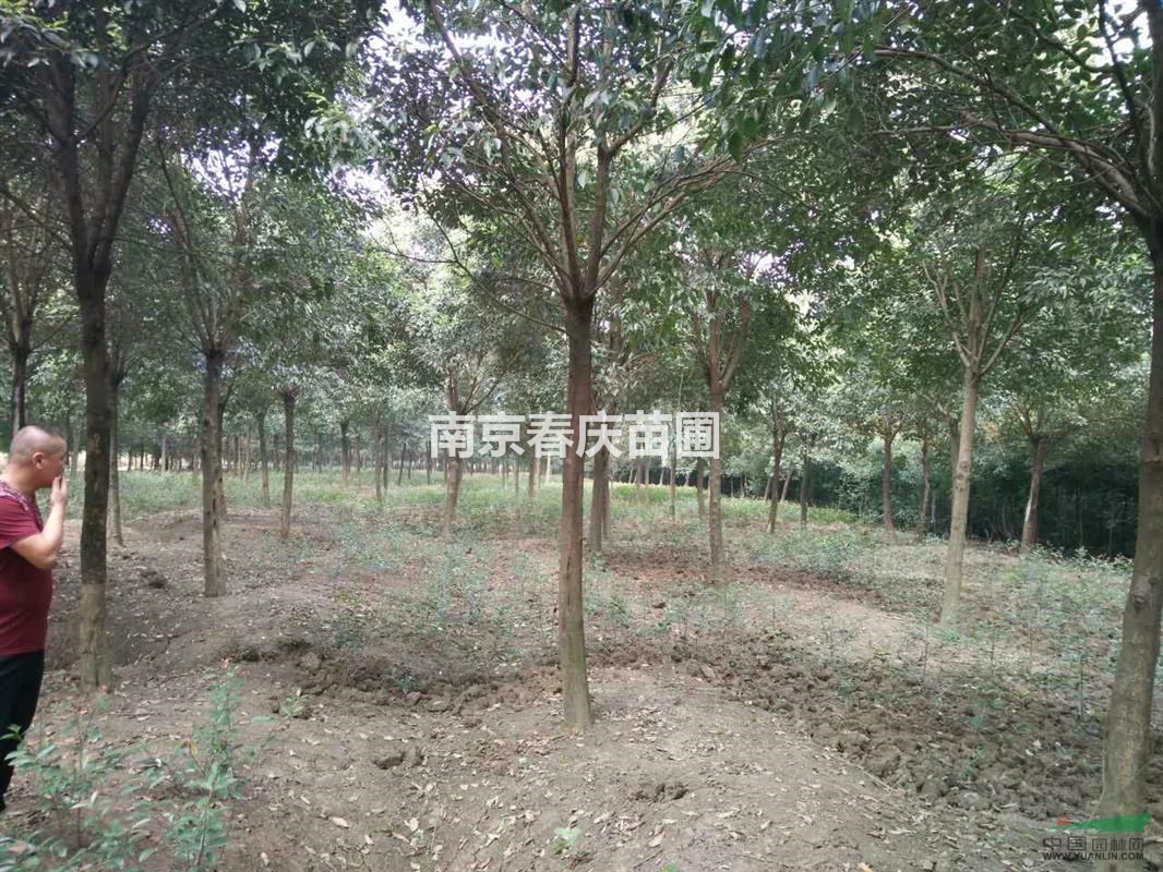 15公分大葉女貞價格、胸徑15公分大葉女貞多少錢一棵