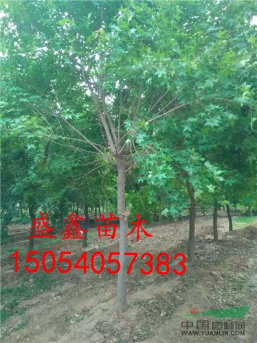 新疆三年生牡丹價(jià)格