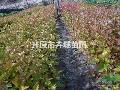 出售金葉風箱果小苗，金葉風箱果扦插苗，遼寧金葉風箱果繁育基地