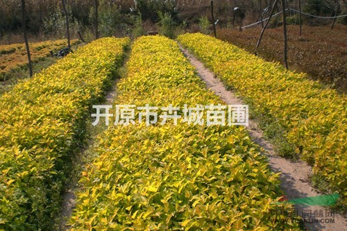 出售金葉風箱果小苗，金葉風箱果扦插苗，遼寧金葉風箱果繁育基地