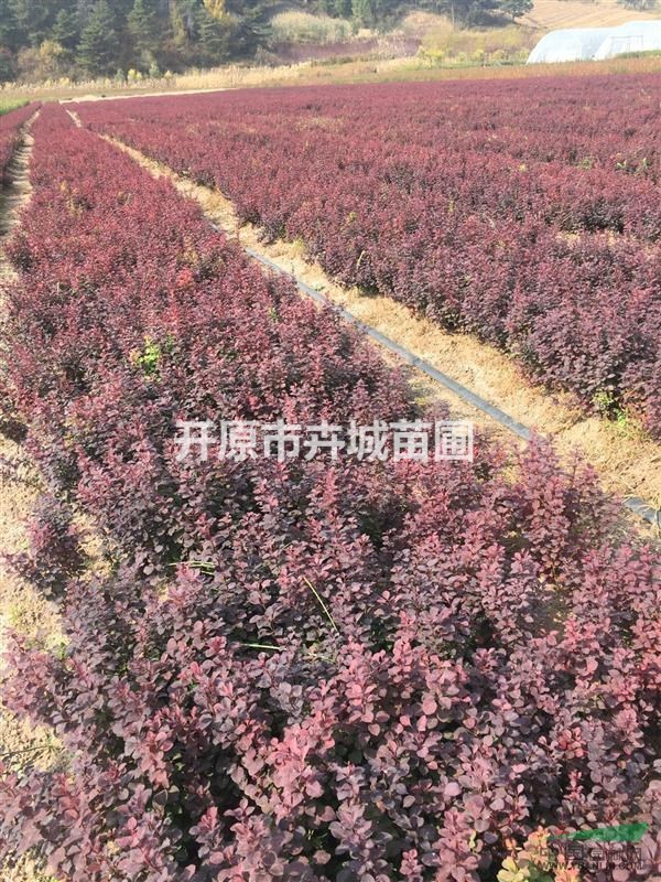 出售紫葉小檗小苗，紫葉小檗播種小苗，遼寧紫葉小檗播種小苗