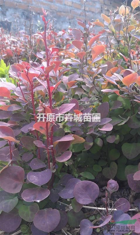 出售紫葉小檗小苗，紫葉小檗播種小苗，遼寧紫葉小檗播種小苗