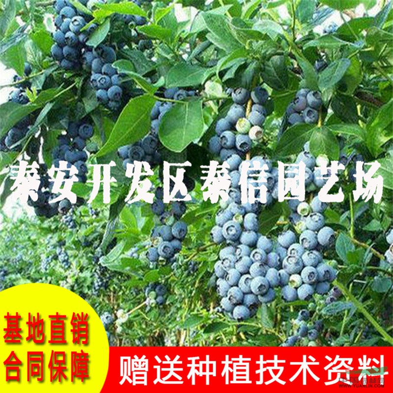 藍莓苗價格 藍莓苗批發(fā)