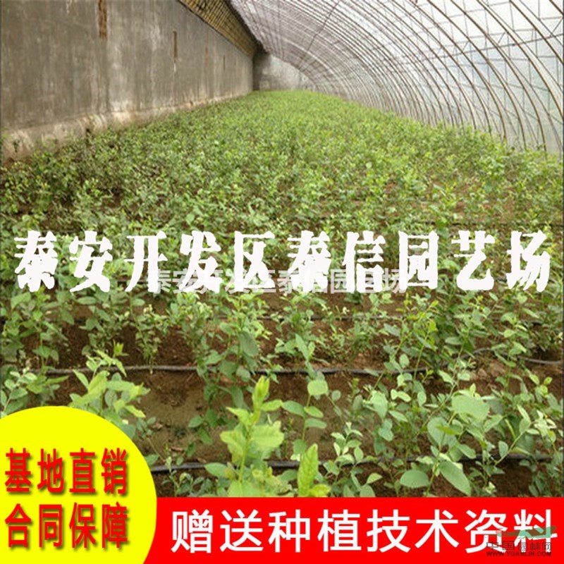 藍豐藍莓苗價格 藍豐藍莓苗批發(fā)