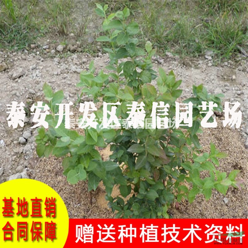 藍豐藍莓苗價格 藍豐藍莓苗批發(fā)