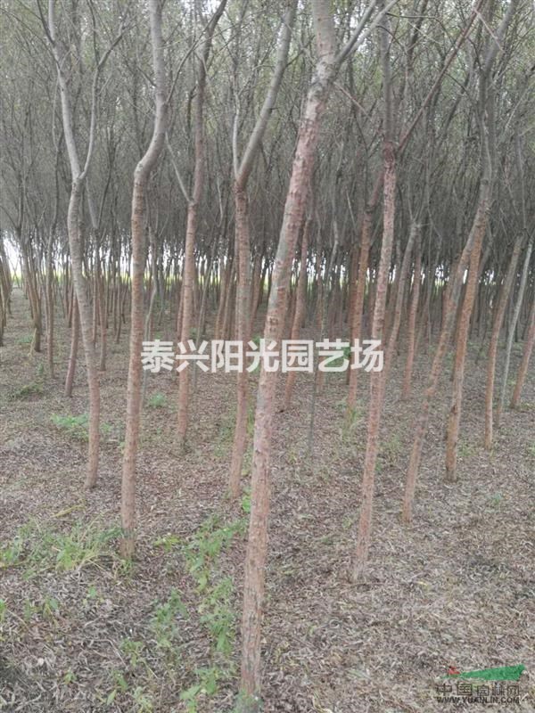 大量優(yōu)惠供應紫葉李紅葉李、垂柳、櫻花、大葉黃楊球等苗木
