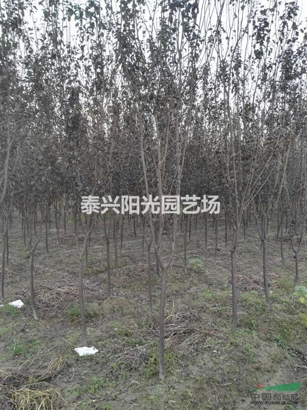 大量優(yōu)惠供應紫葉李紅葉李、垂柳、櫻花、大葉黃楊球等苗木