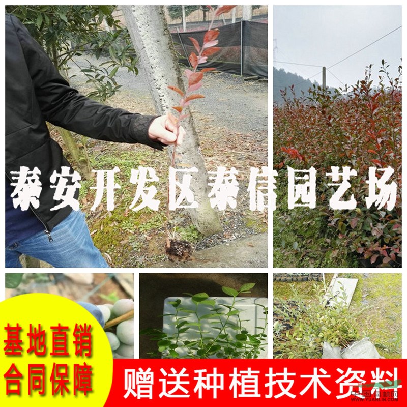 康維爾藍(lán)莓苗價格 康維爾藍(lán)莓苗批發(fā)