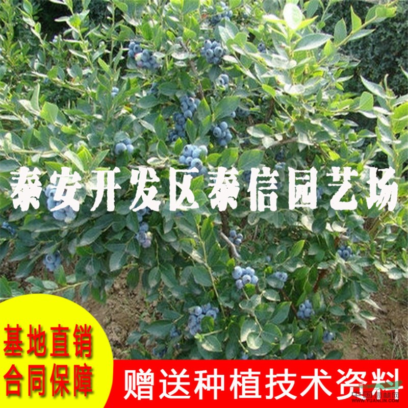 康維爾藍(lán)莓苗價格 康維爾藍(lán)莓苗批發(fā)