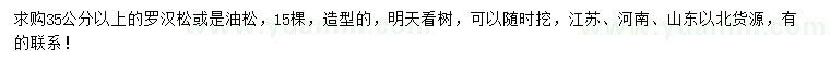 求購35公分以上羅漢松或是油松