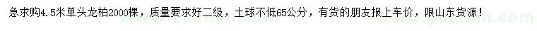 求購4.5米單頭龍柏