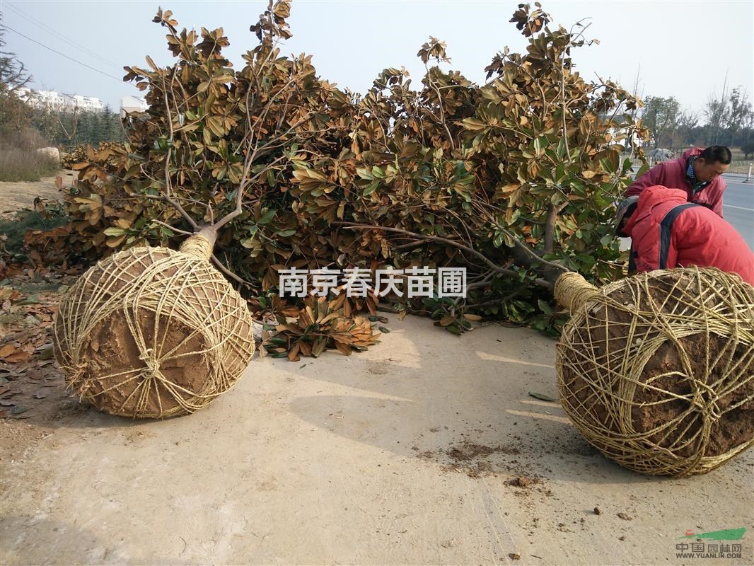 5公分廣玉蘭價格、南京廣玉蘭多少錢一棵
