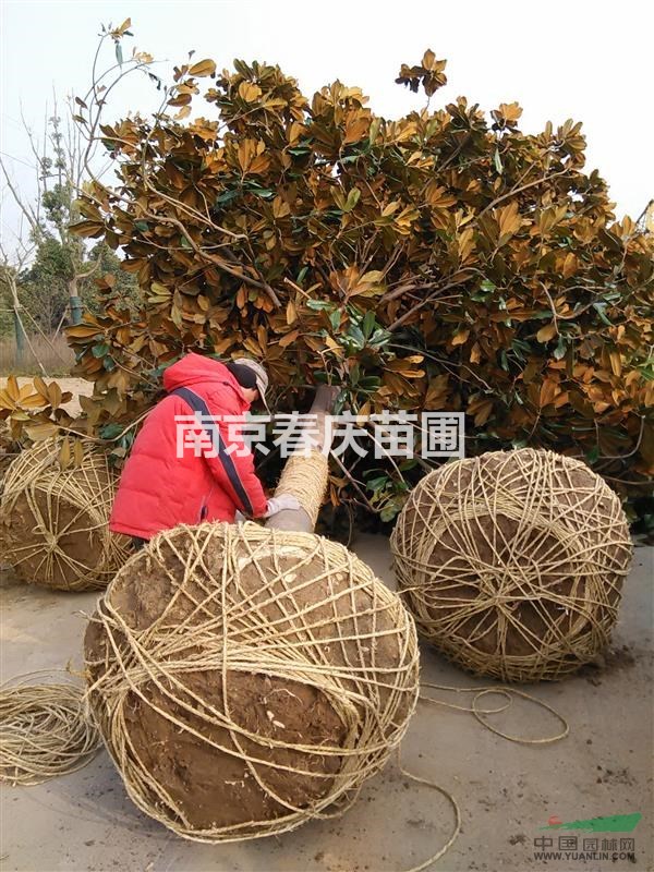 5公分廣玉蘭價格、南京廣玉蘭多少錢一棵
