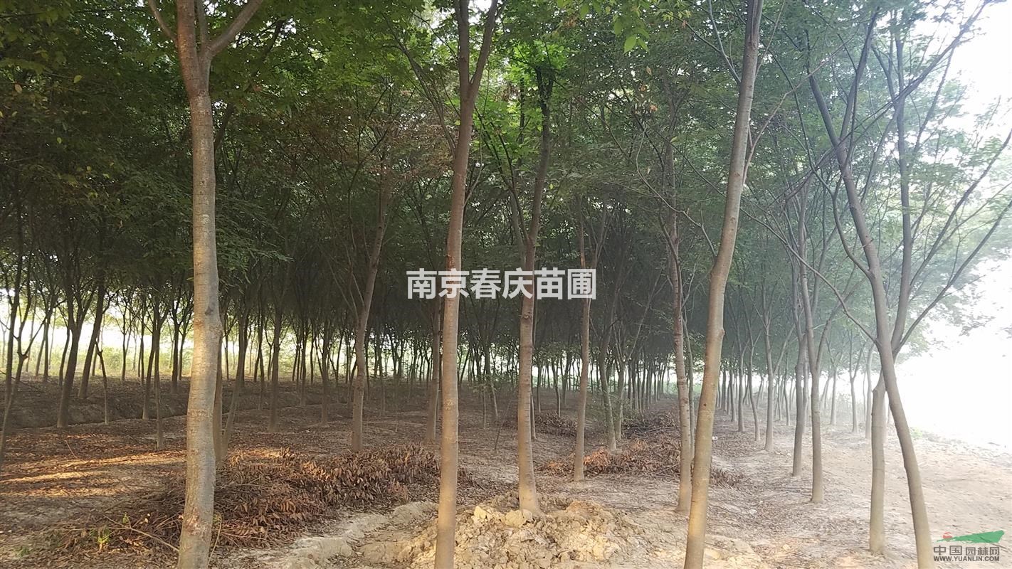 大小櫸樹(shù)價(jià)格、10公分櫸樹(shù)多少錢(qián)一棵