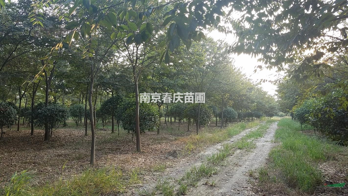 南京櫸樹價(jià)格、12公分櫸樹多少錢一棵