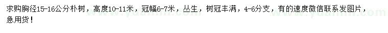 求購高度10-11米叢生樸樹