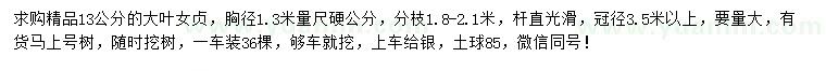 求購(gòu)胸徑1.3米量13公分大葉女貞