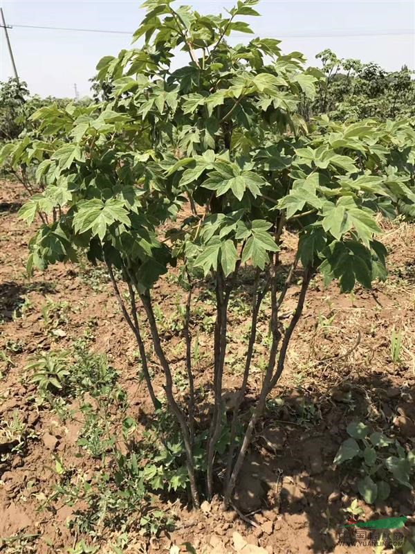 菏澤一年生牡丹價格便宜