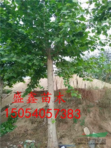 菏澤四年生牡丹哪里有
