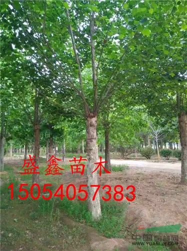 菏澤四年生牡丹哪里有