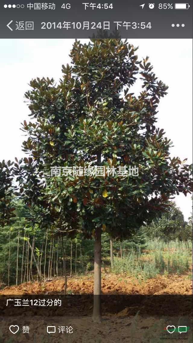 15公分廣玉蘭多少錢