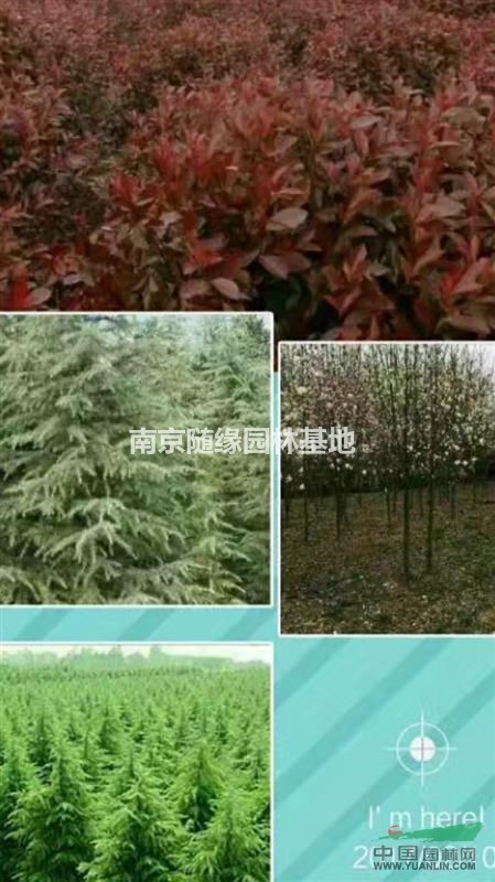 15公分廣玉蘭多少錢