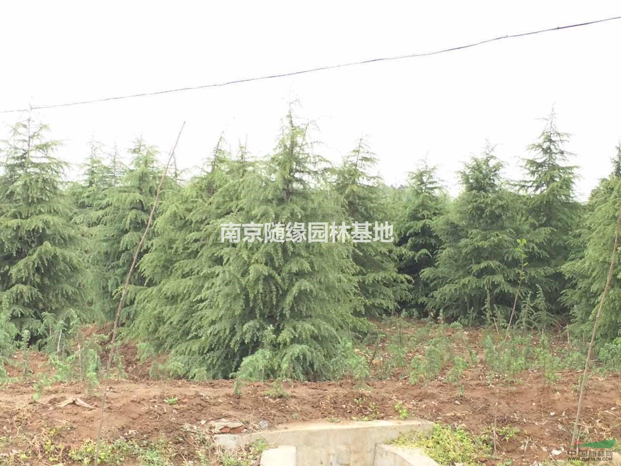 5-8米雪松價(jià)格多少錢