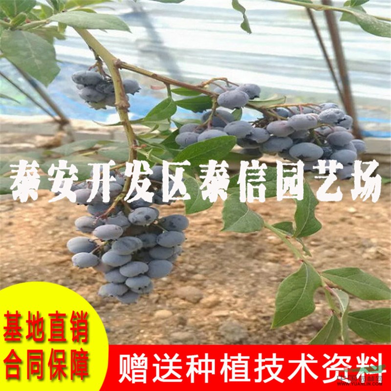 維口藍(lán)莓苗基地 維口藍(lán)莓苗批發(fā)
