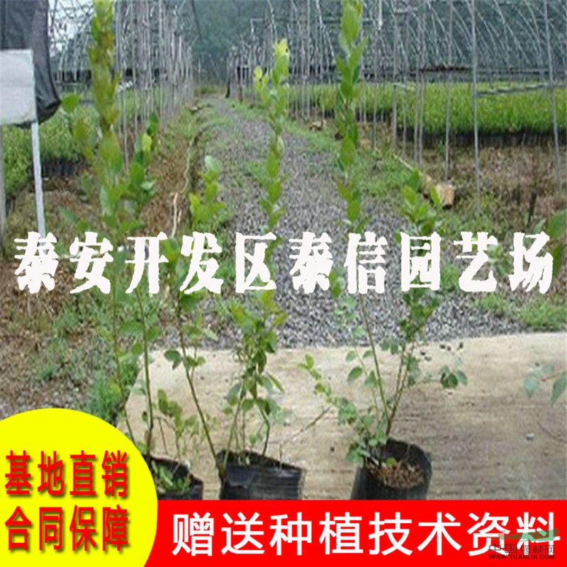 維口藍(lán)莓苗基地 維口藍(lán)莓苗批發(fā)