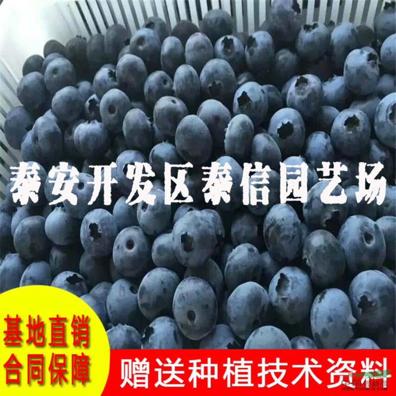 藍塔藍莓苗價格 藍塔藍莓苗批發(fā)