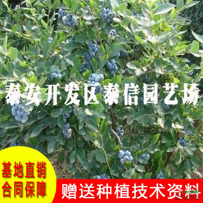 陽光藍(lán)藍(lán)莓苗基地 陽光藍(lán)藍(lán)莓苗批發(fā)