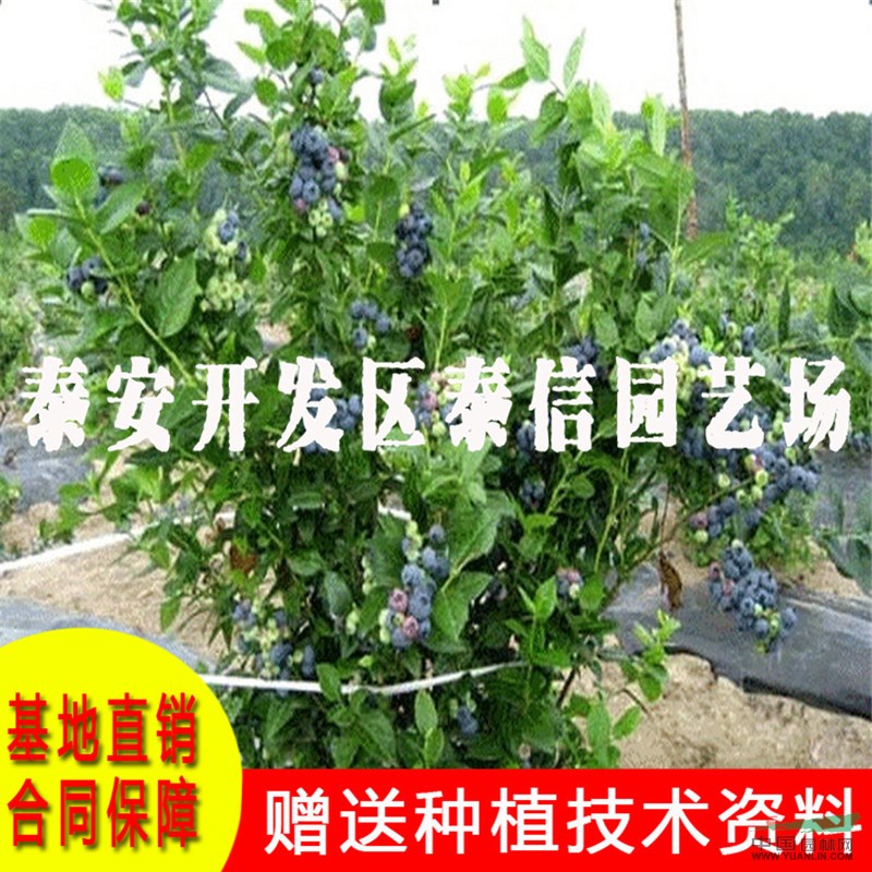 陽光藍(lán)藍(lán)莓苗基地 陽光藍(lán)藍(lán)莓苗批發(fā)